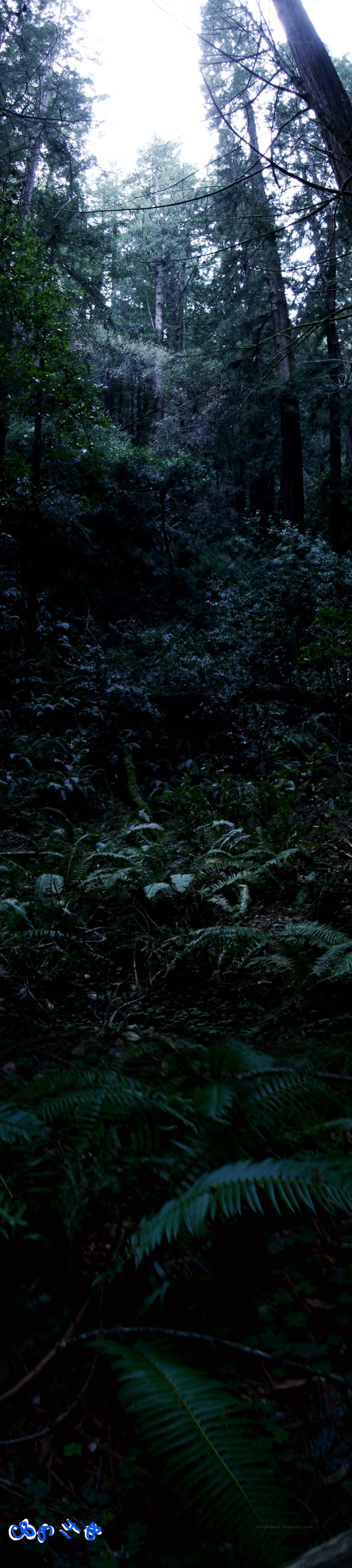 Dark forest with ferns