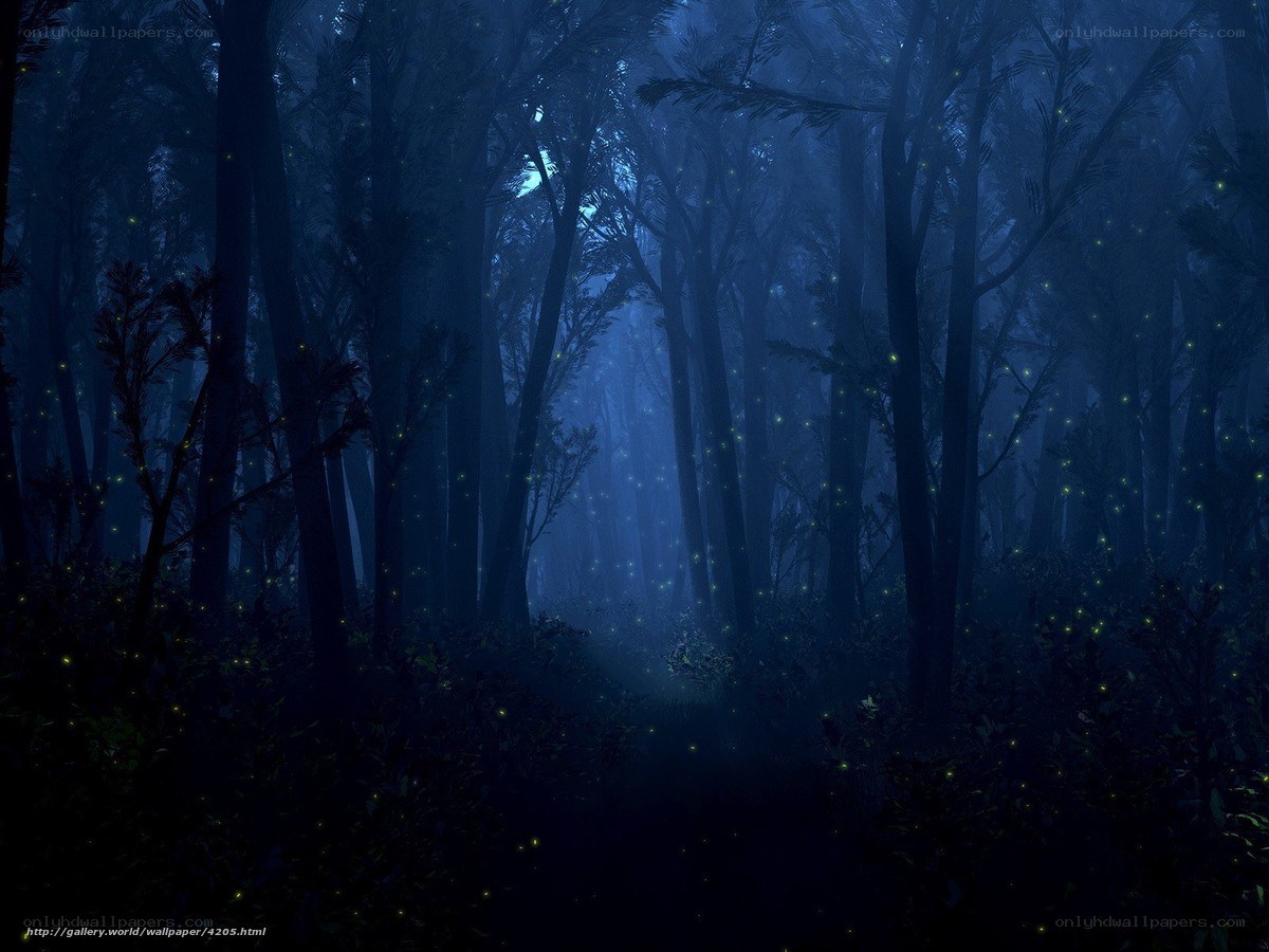 Dark forest with fireflies