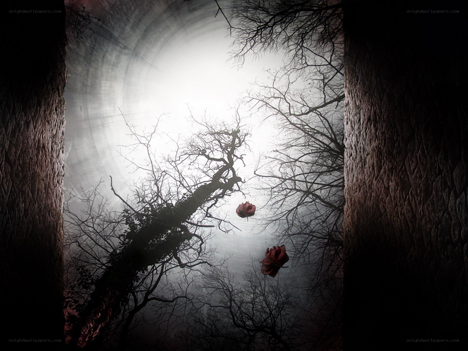 Dark forest with floating roses