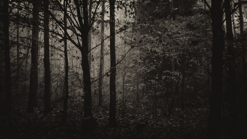 Dark Forest with Fog — Black, Mysterious, Night