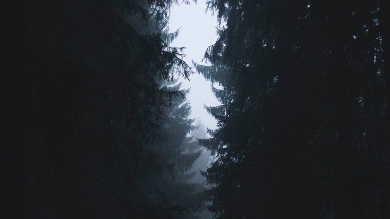 Dark Forest with Fog — Black