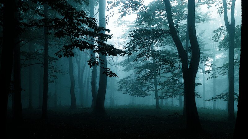 Dark Forest with Fog — Blue