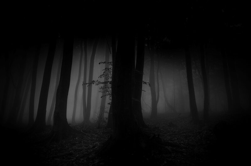 Dark Forest with Fog