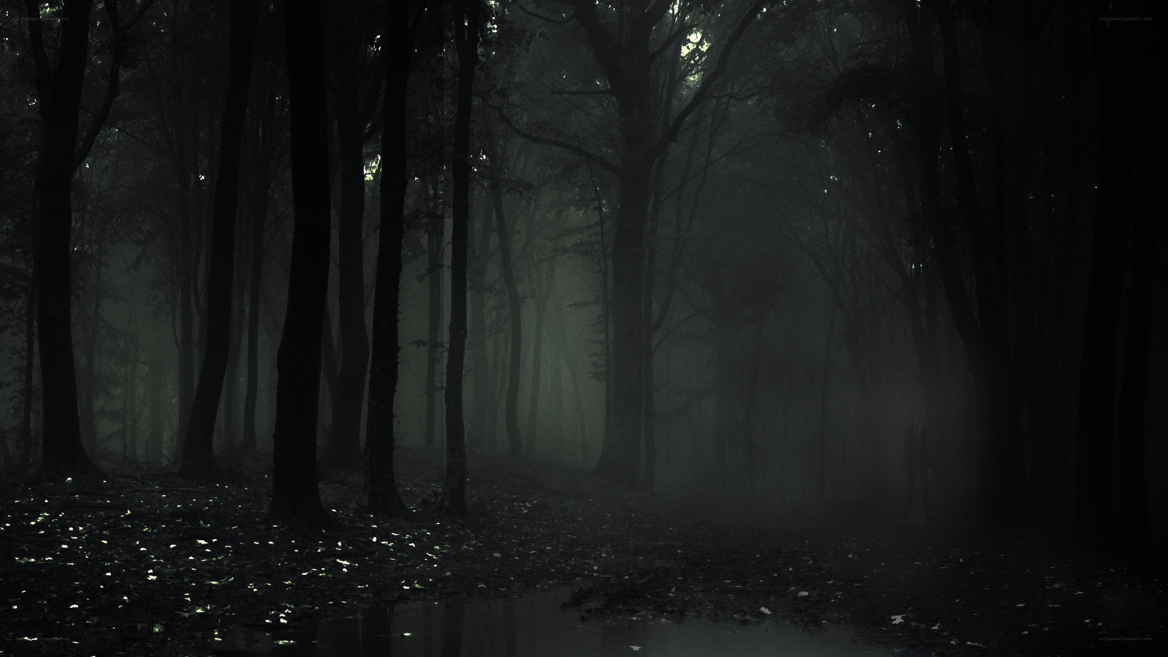 Dark forest with mist and figure