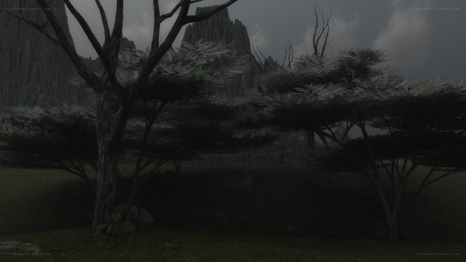 dark forest with rocky cliffs