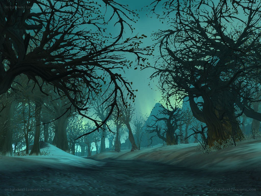 dark forest with snow