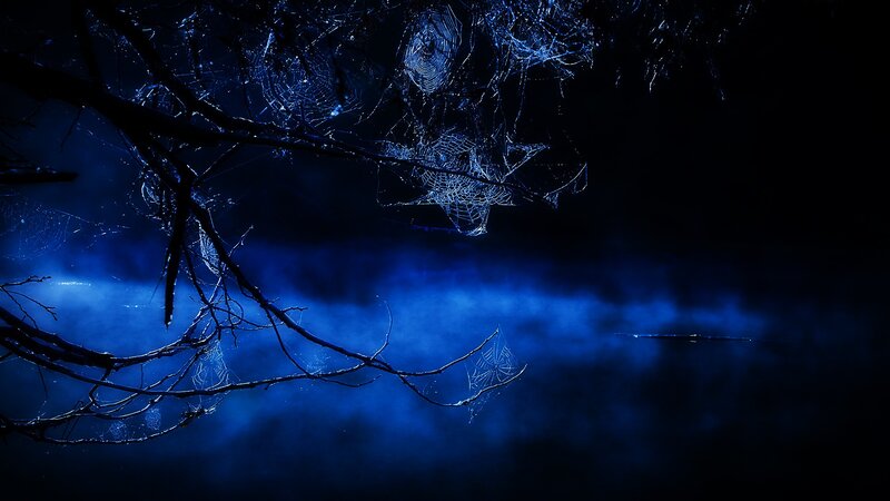 dark forest with spiderwebs