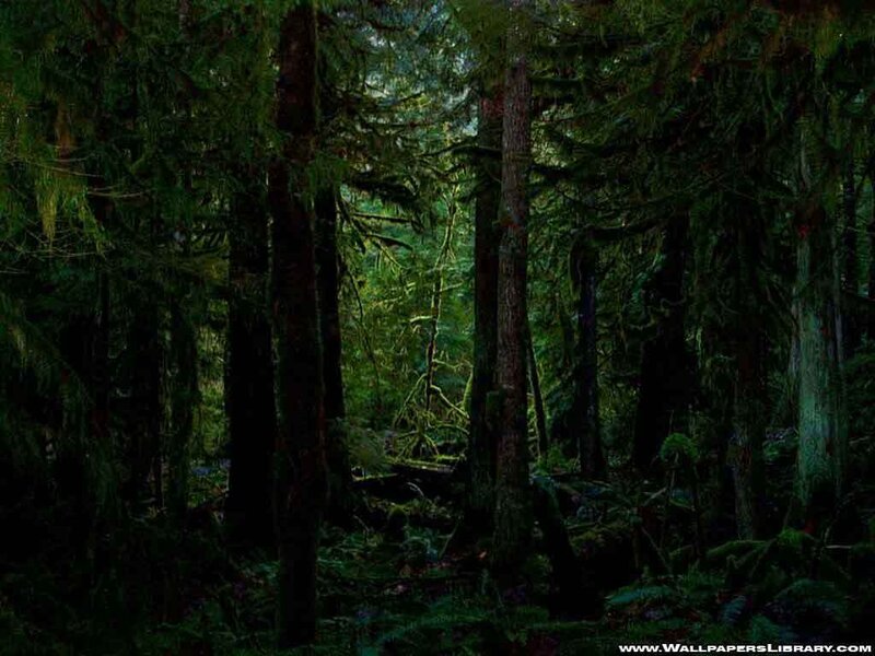 dark forest with sunlight