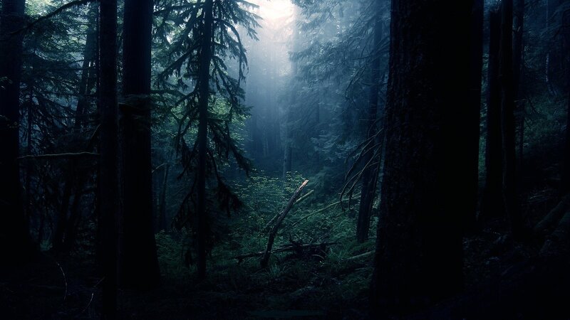 Dark Forest with Sunlight — Green, Mysterious