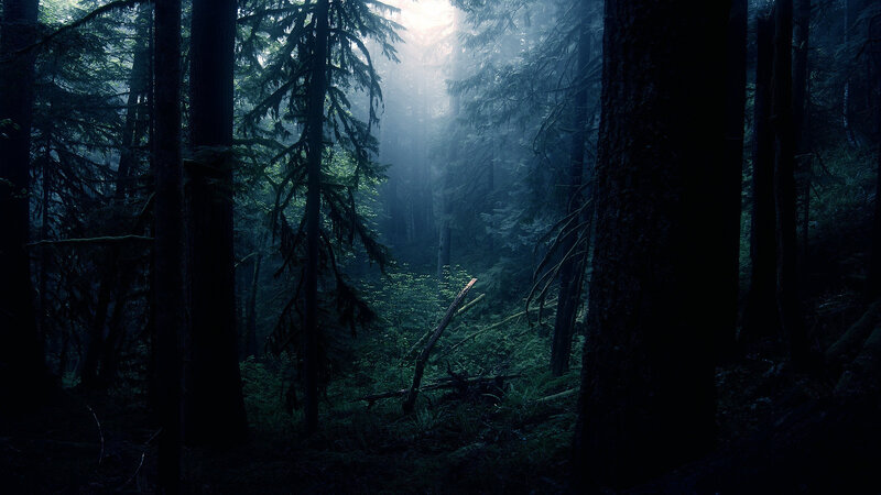 Dark Forest with Sunlight — Green