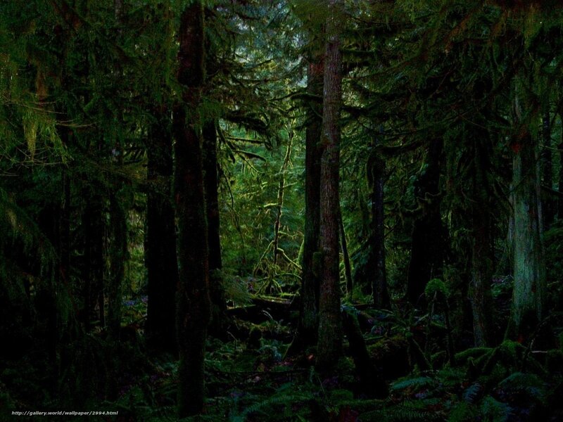 Dark forest with sunlight