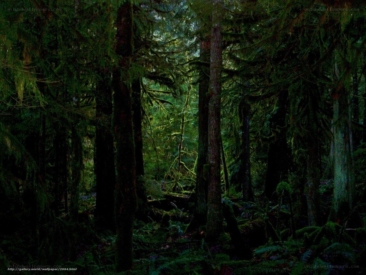 Dark forest with sunlight