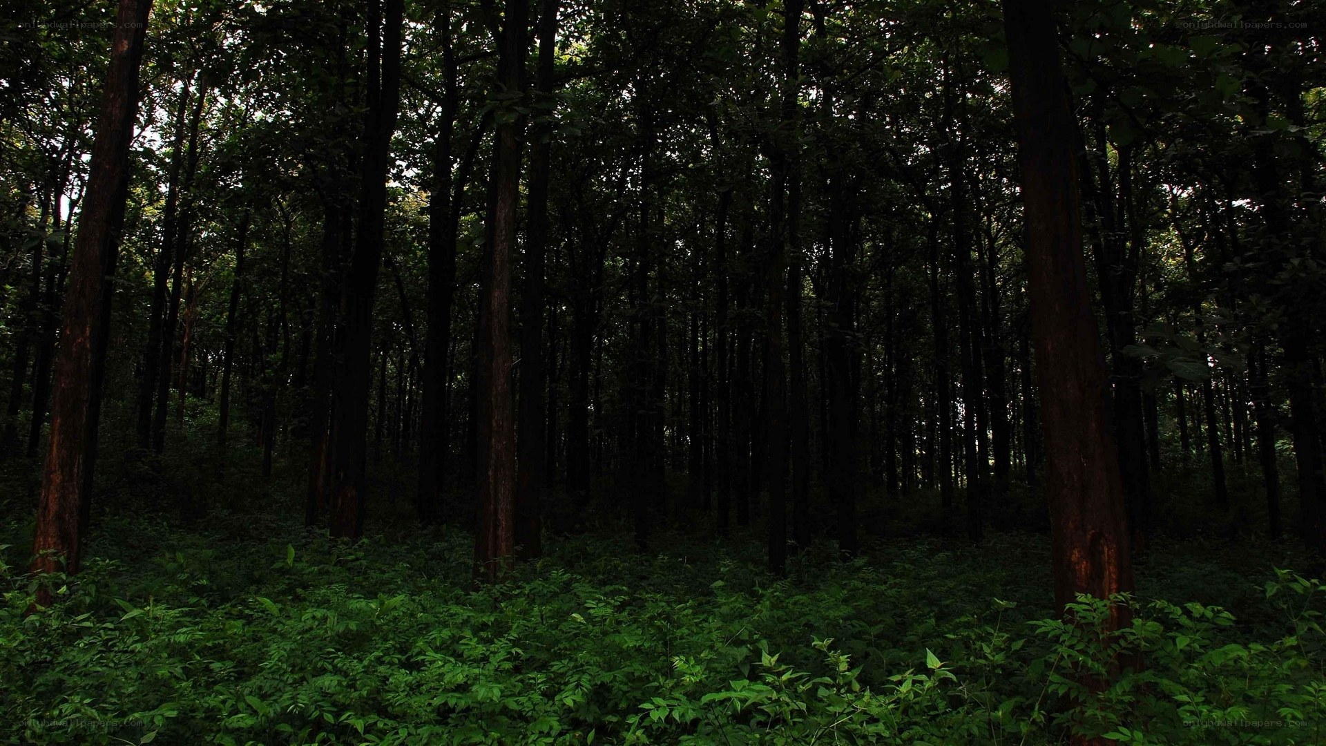 dark forest with tall trees