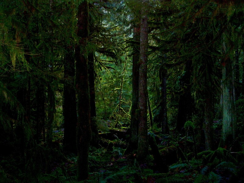 Dark forest with tall trees