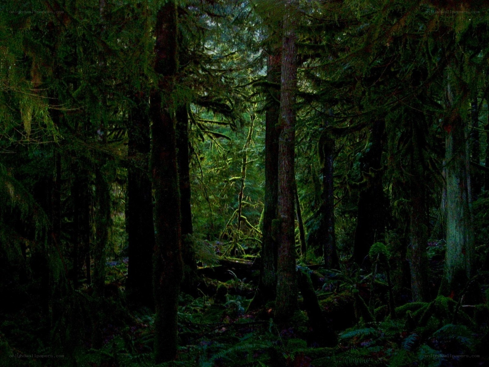Dark forest with tall trees