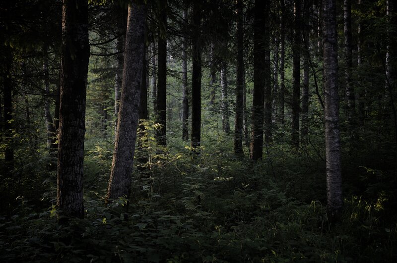 Dark Forest with Tall Trees — Green, Night