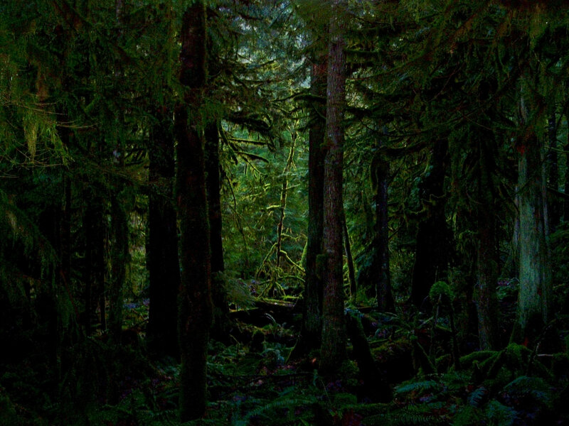 Dark forest with tall trees