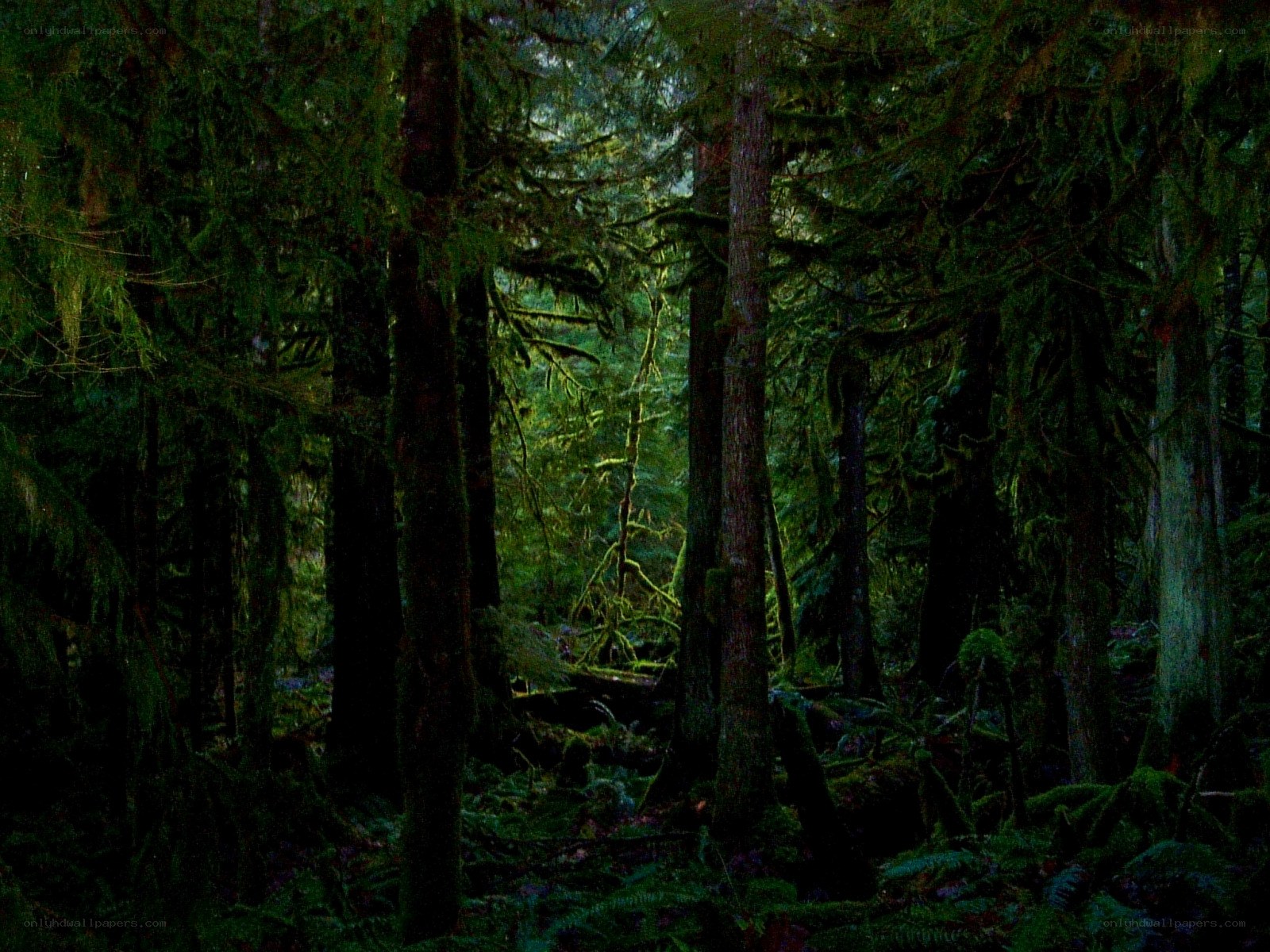 Dark forest with tall trees