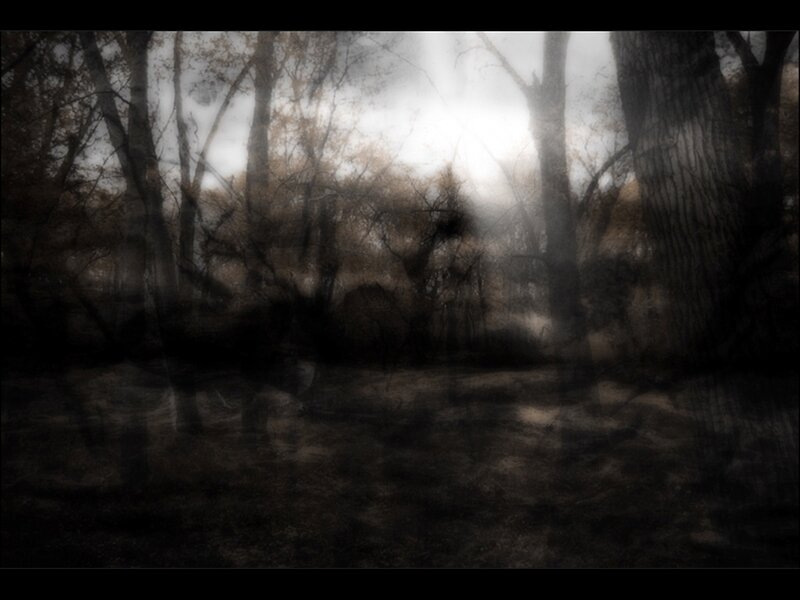 Dark Forest with Trees — Black