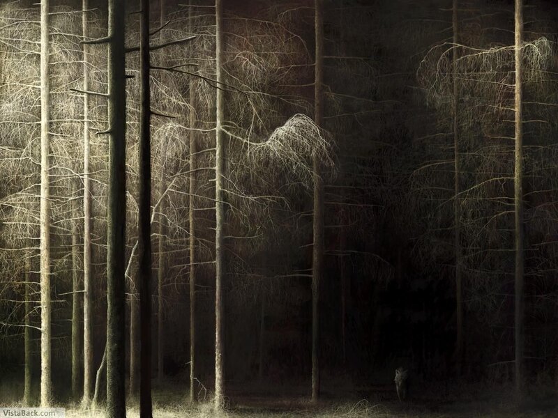 Dark forest with wolf
