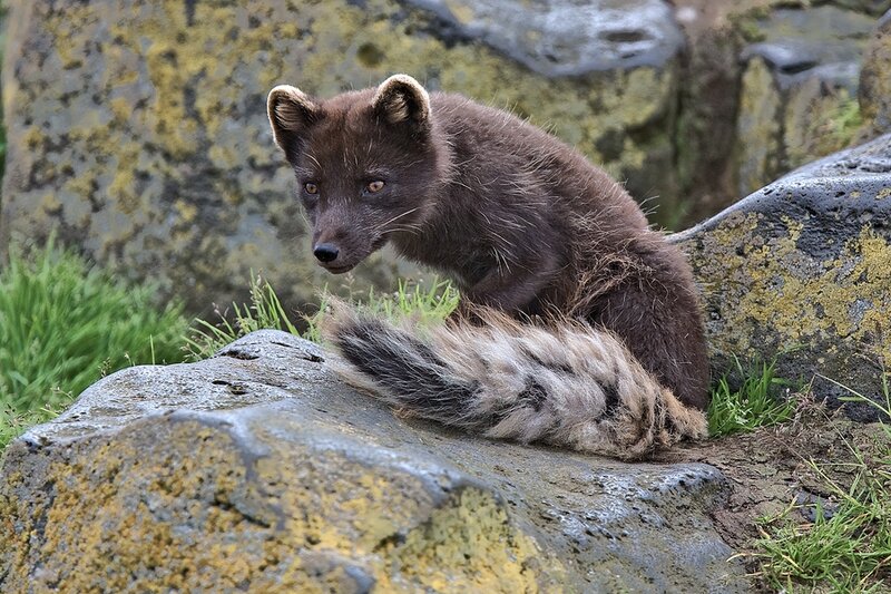 Dark Fox on Rocks