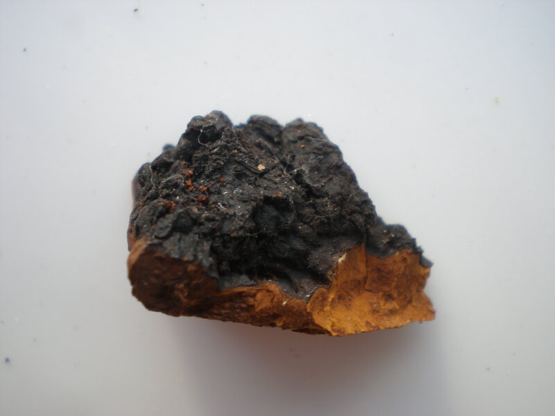dark fungus specimen