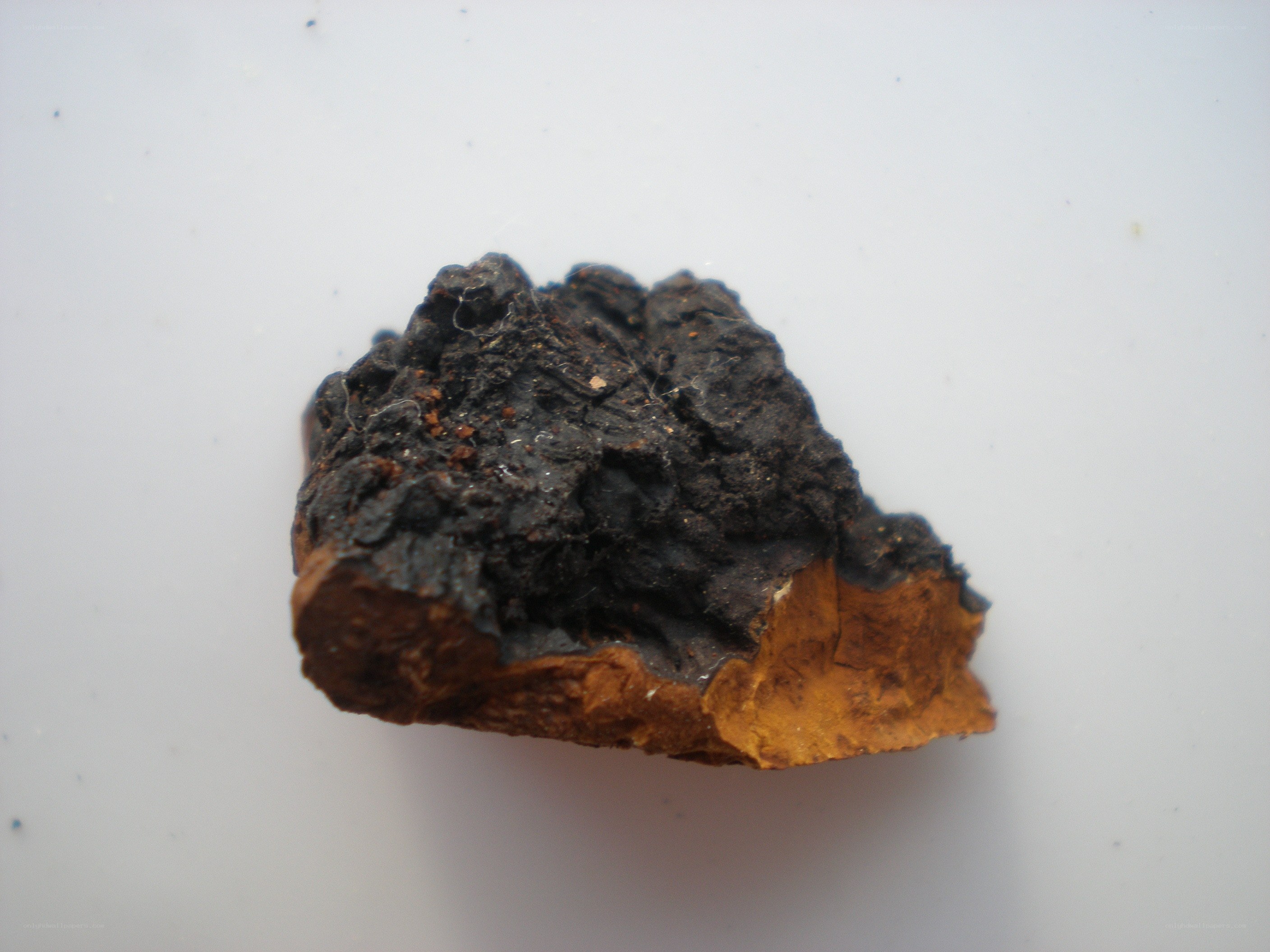 dark fungus specimen