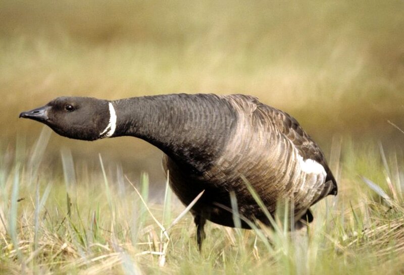Dark Goose in Grass