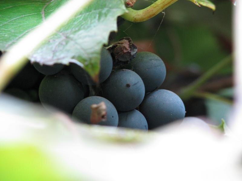 dark grapes on a vine