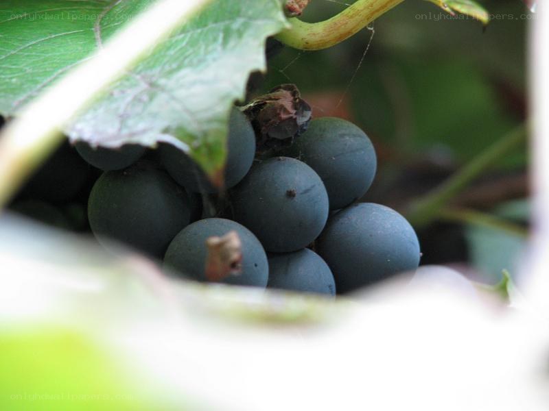 dark grapes on a vine