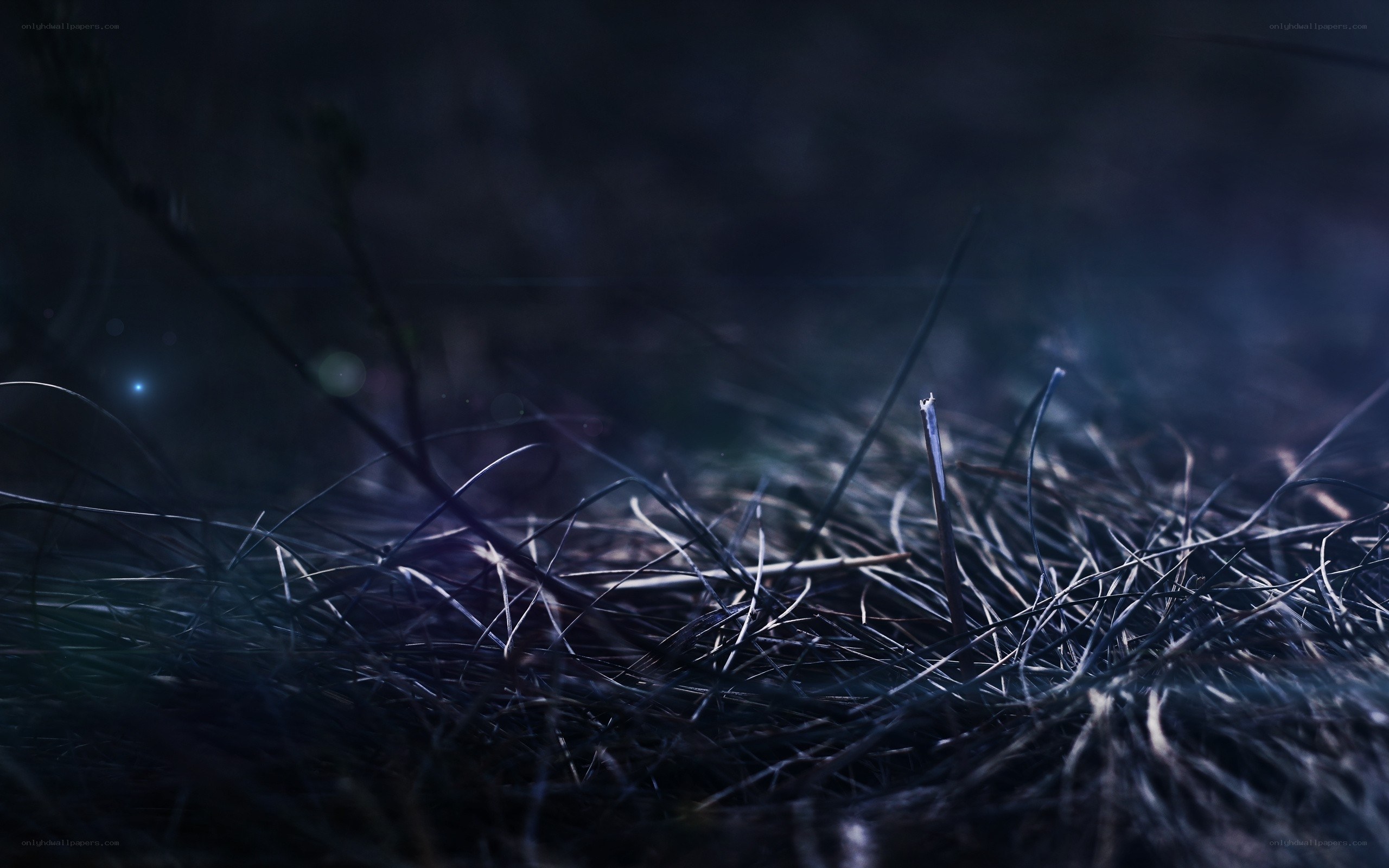 Dark grass in moonlight