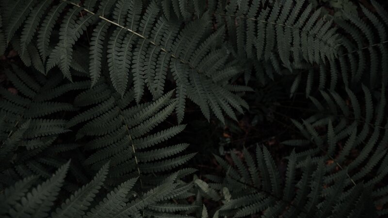 Dark Green Fern Fronds