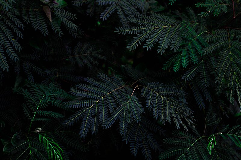Dark Green Fern Leaves
