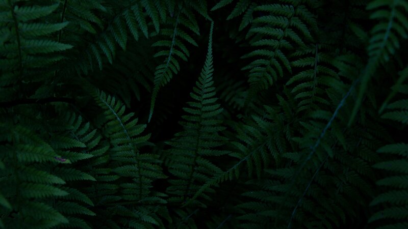 Dark Green Ferns