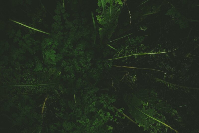 Dark Green Foliage