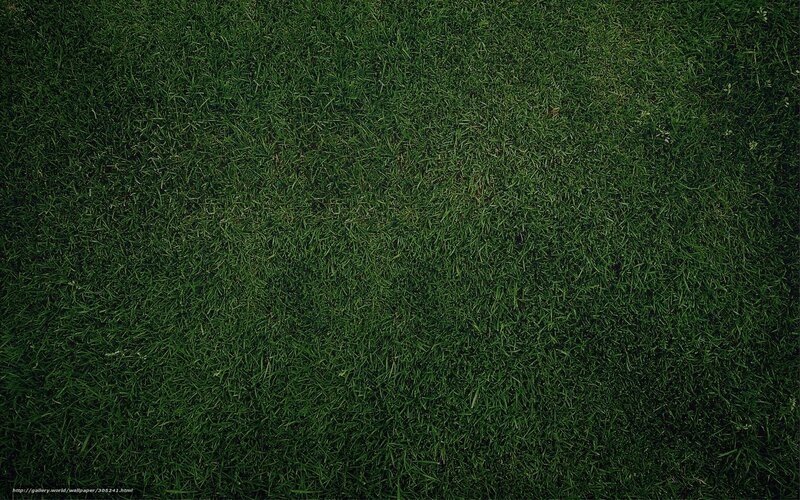 dark green grass texture