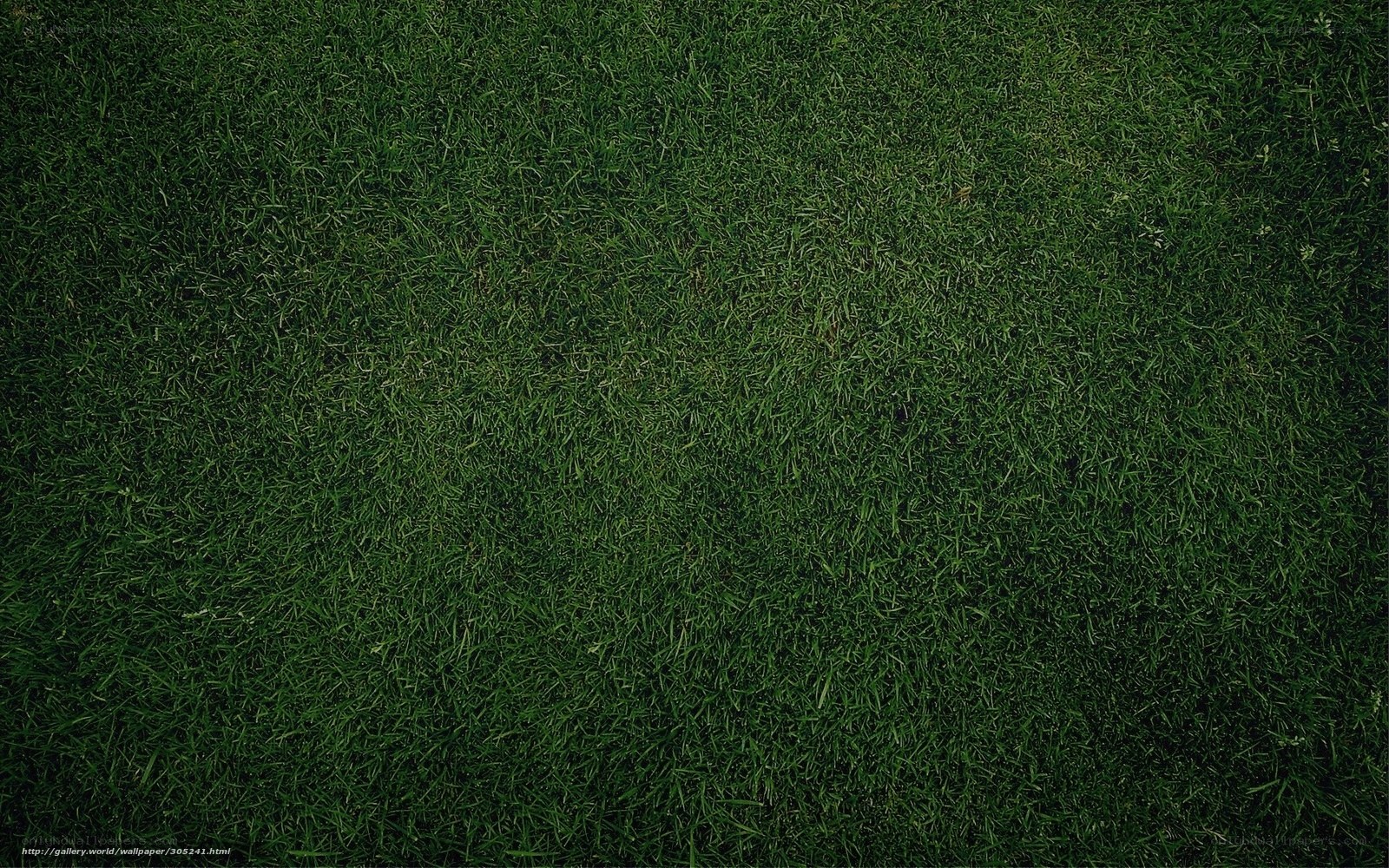dark green grass texture