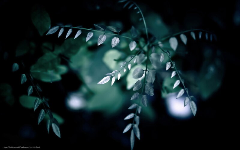 Dark green leaves in shadow