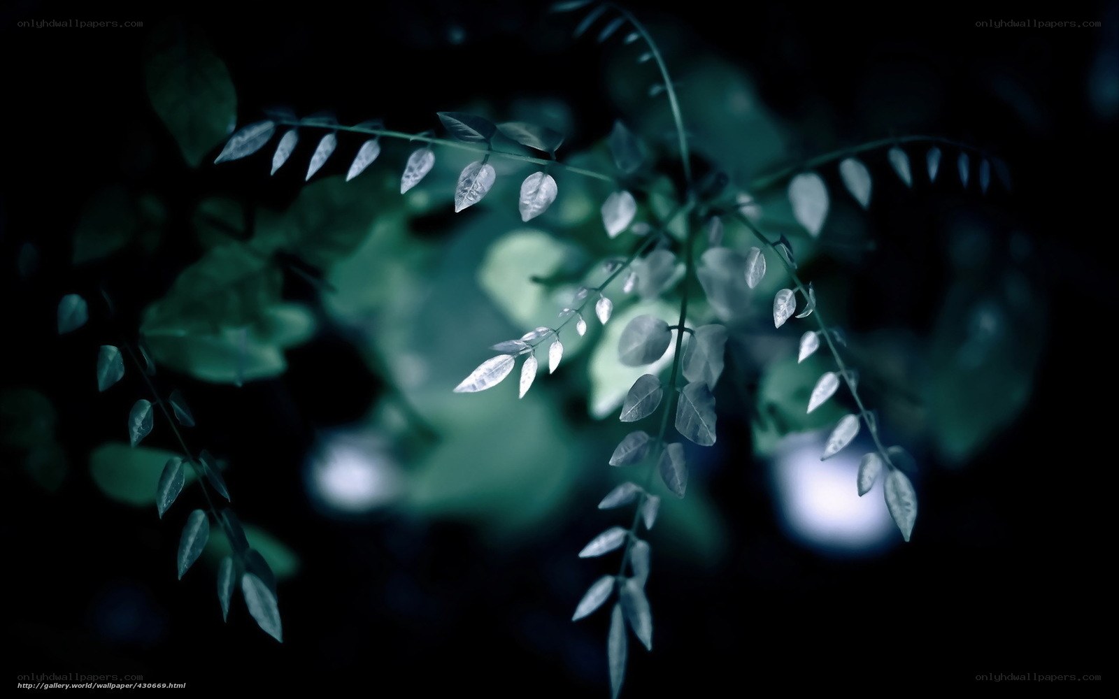 Dark green leaves in shadow