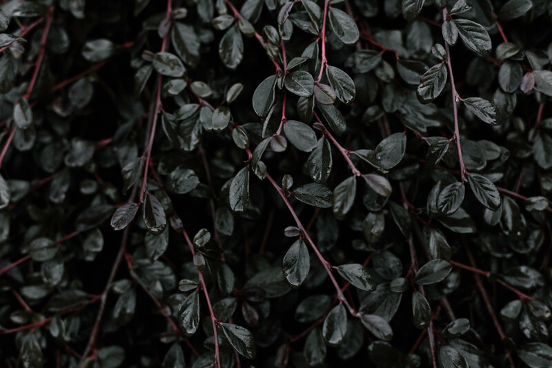 dark green leaves with red stems