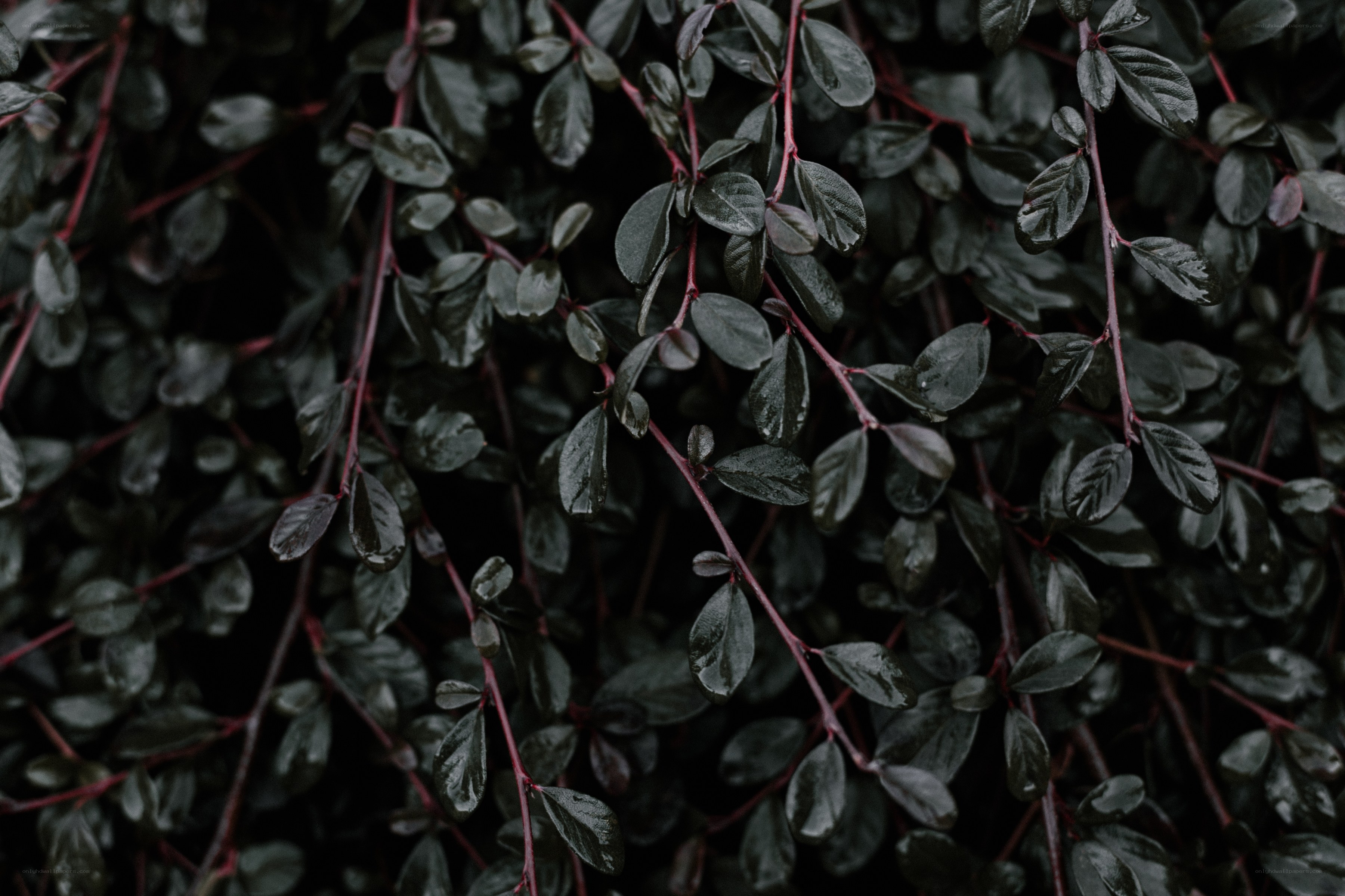 dark green leaves with red stems