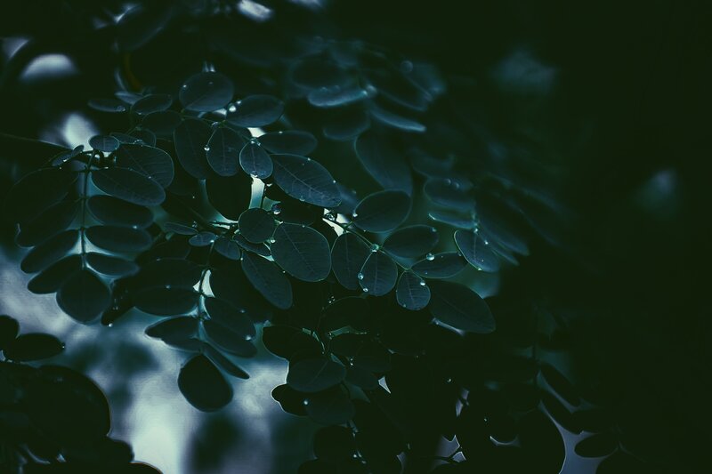 Dark Green Leaves with Water Droplets