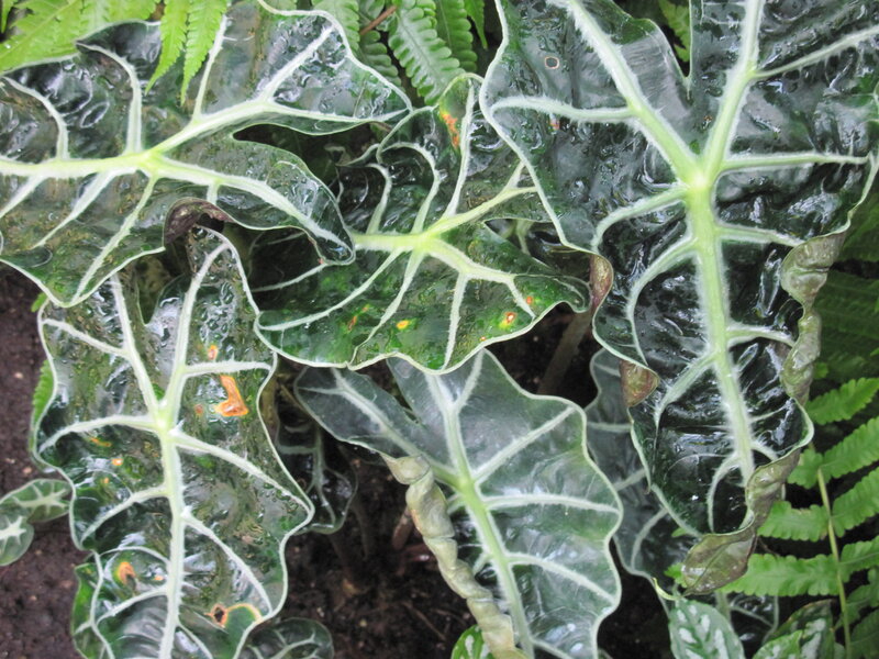 Dark Green Leaves with White Veins