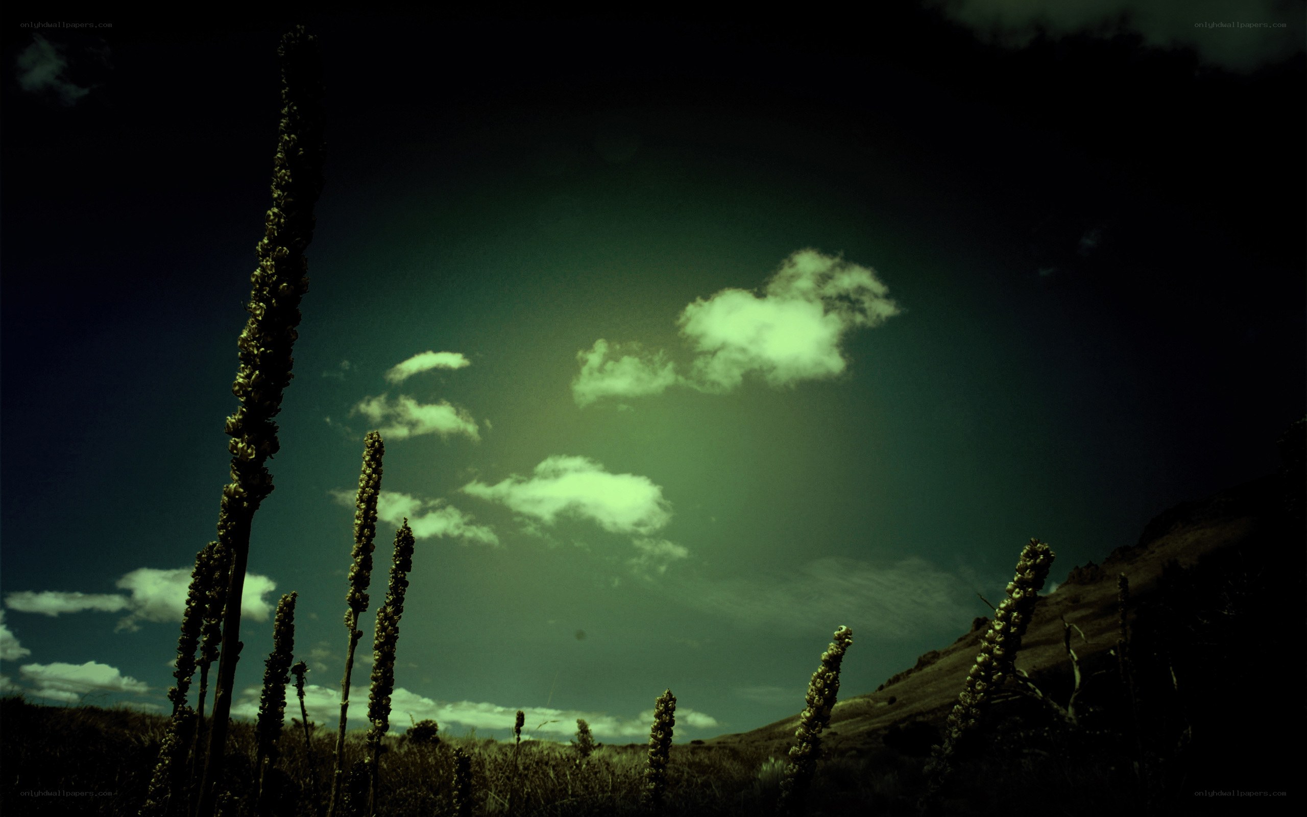 Dark green sky with tall plants