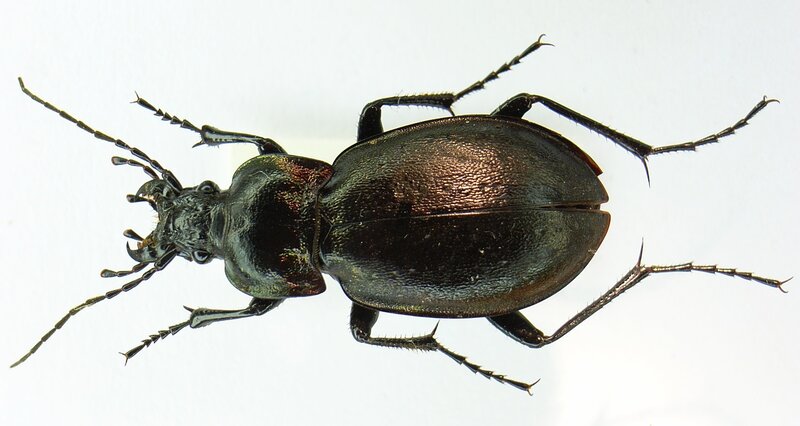 dark ground beetle