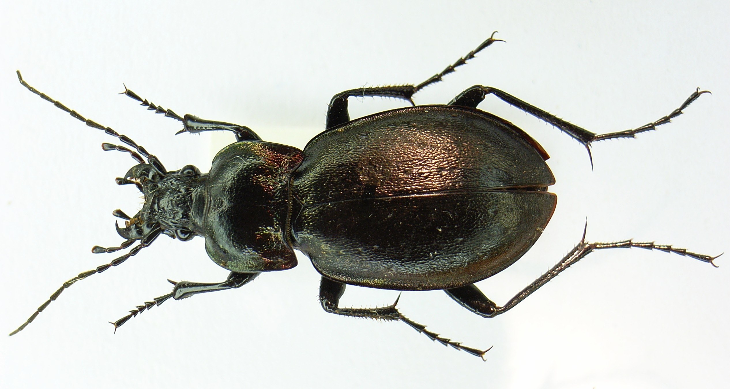 dark ground beetle