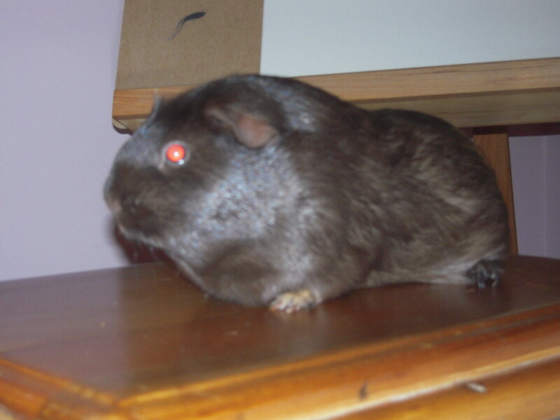 Dark Guinea Pig