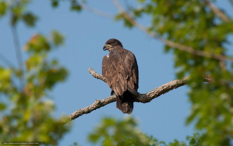 Dark Hawk on Branch