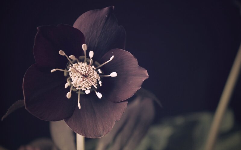 Dark Hellebore Flower — Black