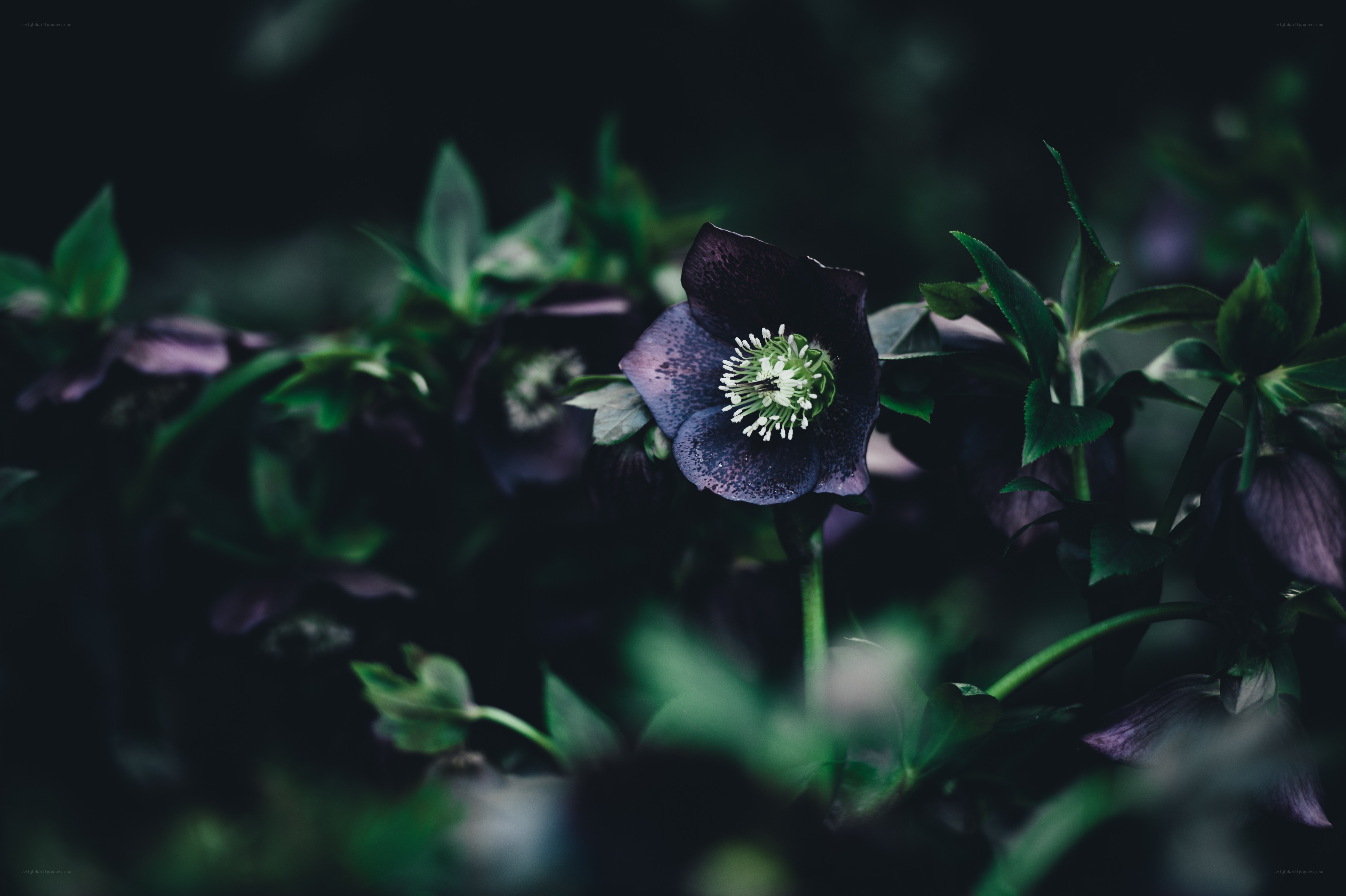 Dark hellebore flower in forest